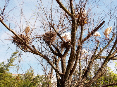[A tree with many branches has at least seven spoonbills in the tree. Some are near the four visible nests while others may be plucking small branches to build the nests.]